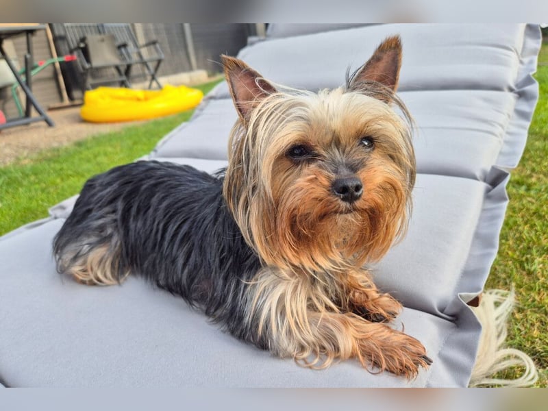 Nolly - anhängliche kleine Hündin - Tierhilfe Franken e.V.