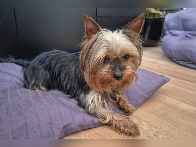 Nolly - anhängliche kleine Hündin - Tierhilfe Franken e.V.