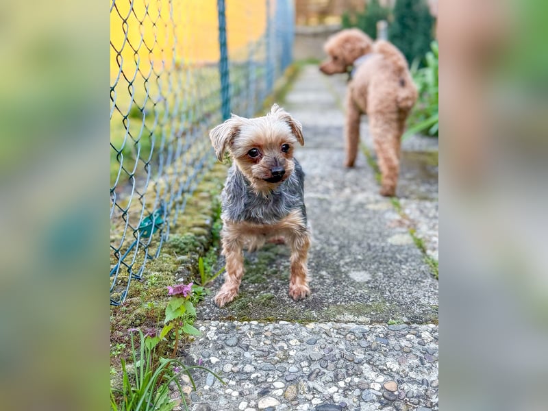 Süßer Urban sucht sein Traumzuhause