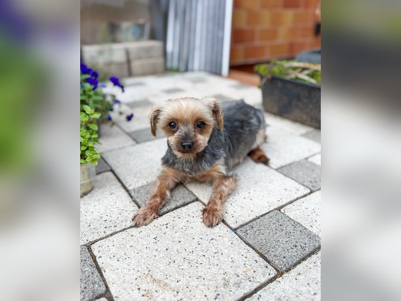 Süßer Urban sucht sein Traumzuhause