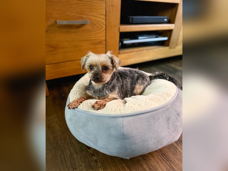 Süßer Urban sucht sein Traumzuhause