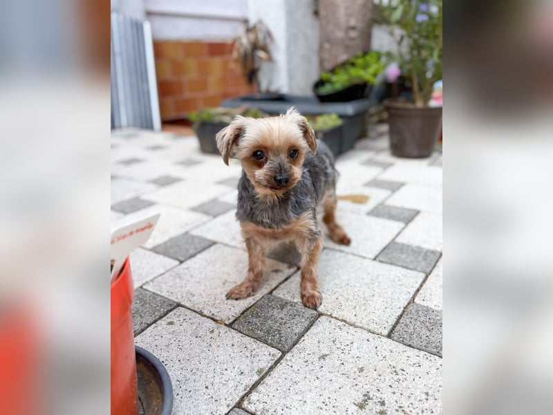 Süßer Urban sucht sein Traumzuhause