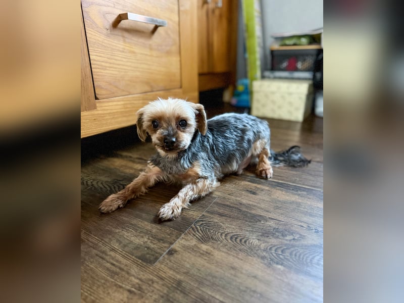 Süßer Urban sucht sein Traumzuhause