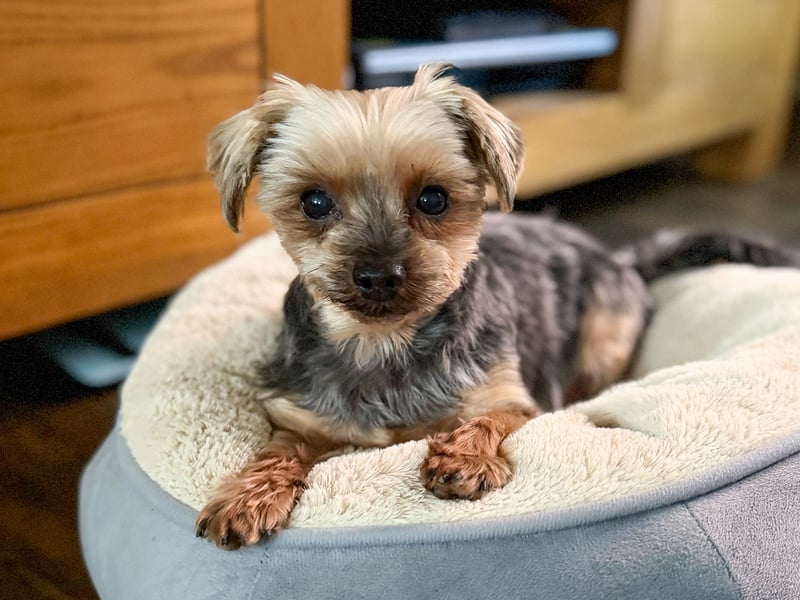 Süßer Urban sucht sein Traumzuhause