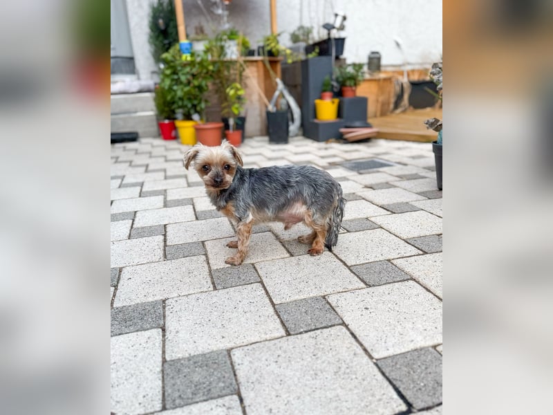 Süßer Urban sucht sein Traumzuhause