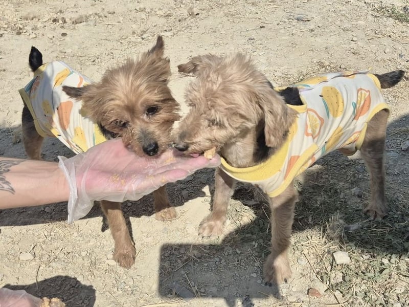 Sofi & Africa - unzertrennliches Mutter-Tochter-Duo sucht gemeinsam sein Für-immer-Zuhause