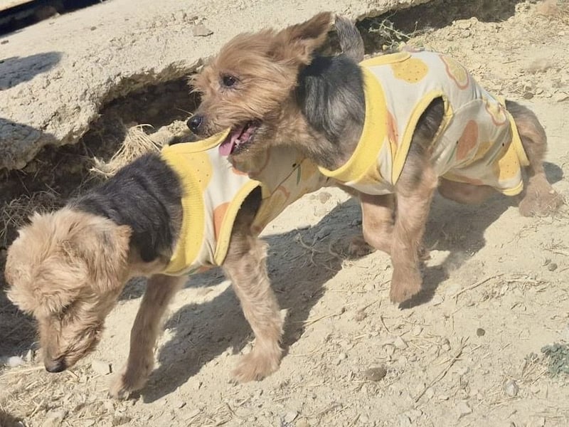 Sofi & Africa - unzertrennliches Mutter-Tochter-Duo sucht gemeinsam sein Für-immer-Zuhause