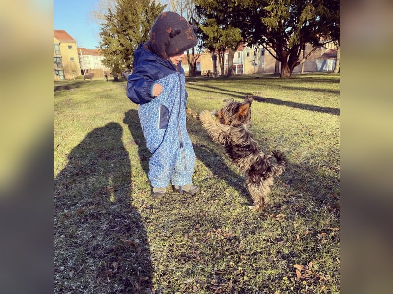 Yorkshire terrier Hündin