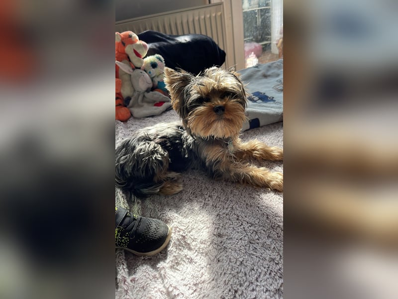 Yorkshire terrier Hündin