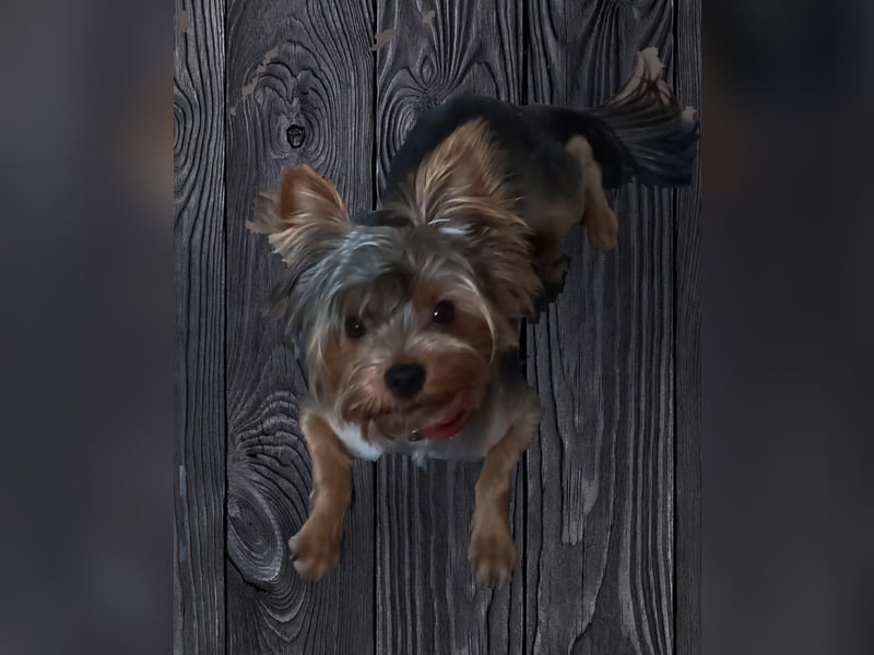Freundlicher Yorkshire Terrier Rüde mit Papieren, 1,5 Jahre alt sucht Heim