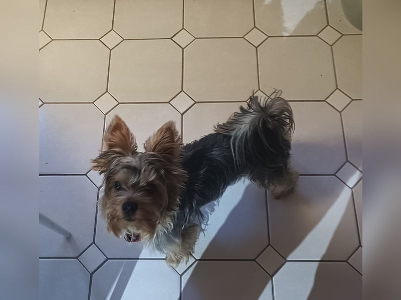 Freundlicher Yorkshire Terrier Rüde mit Papieren, 1,5 Jahre alt sucht Heim