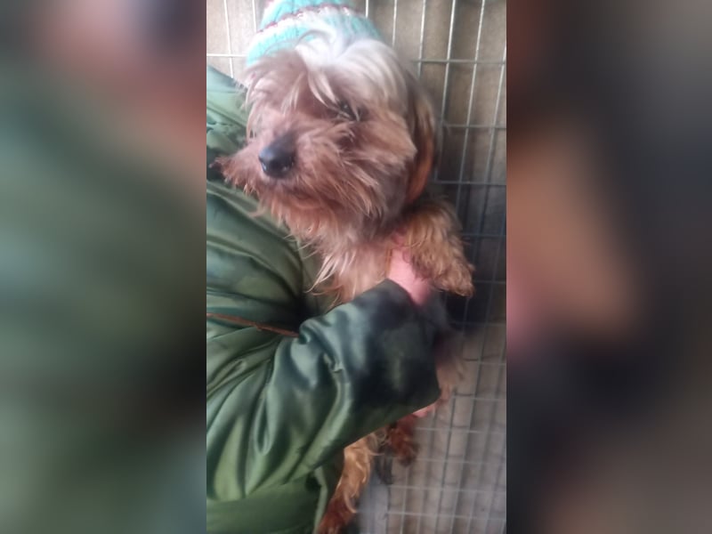 PIRI (PP)– zarte Yorkie-Hündin sucht Menschen mit Geduld und großem Herzen