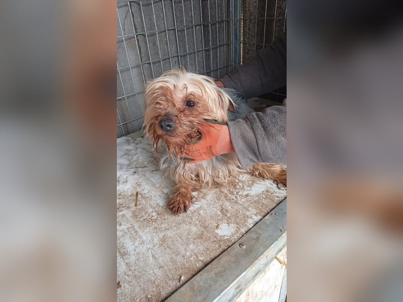 PIRI (PP)– zarte Yorkie-Hündin sucht Menschen mit Geduld und großem Herzen