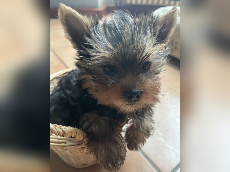 Yorkshire Terrier Welpe, Rüde, sucht neues Zuhause