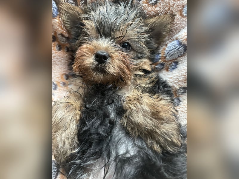 Yorkshire Terrier Welpe, Rüde, sucht neues Zuhause