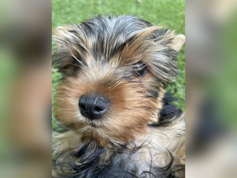 Yorkshire Terrier Welpe, Rüde, sucht neues Zuhause