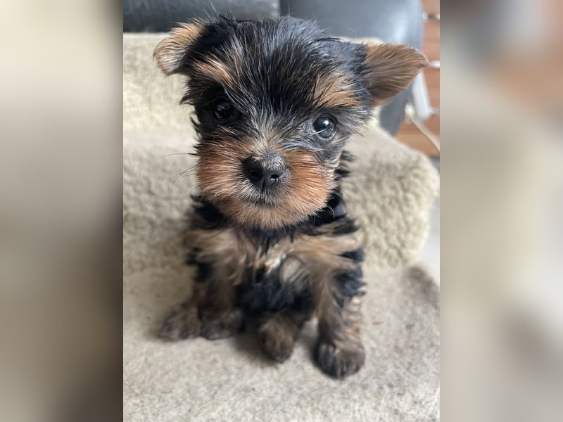 Yorkshire Terrier Welpen, , suchen ein  neues Zuhause