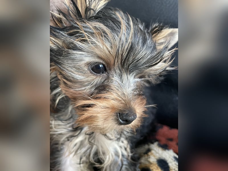 Klein bleibende Yorkshire Terrier Hündin sucht neues Zuhause