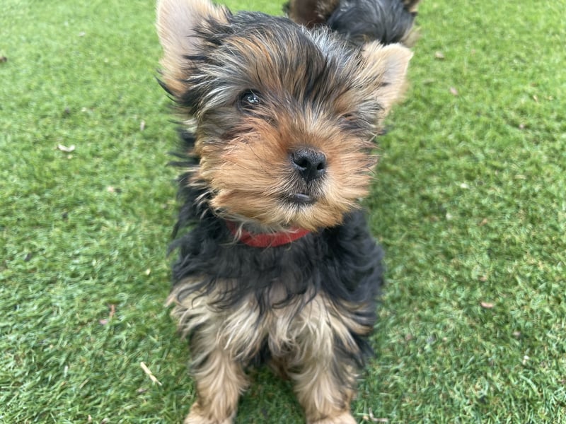2 Yorkshire Terrier Welpen, Hündinnen, suchen neues Zuhause