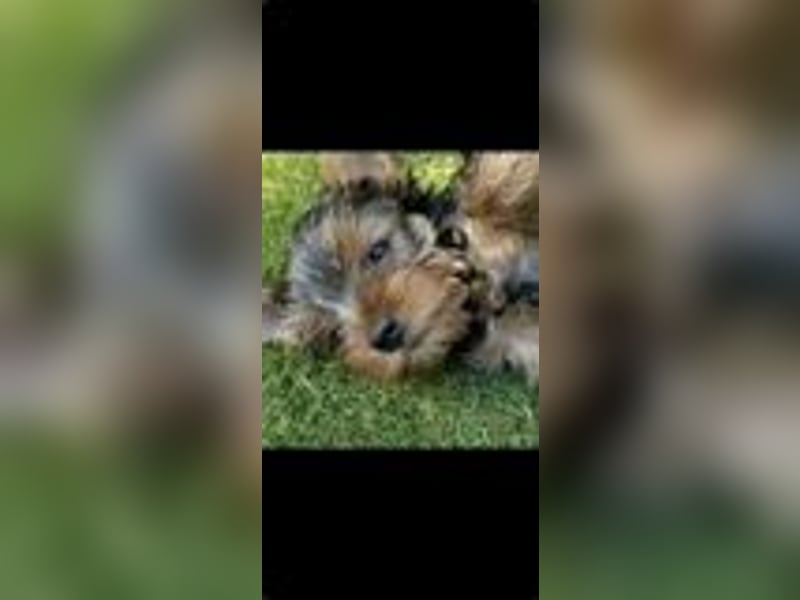 3 Yorkshire Terrier Welpen, Hündinnen, suchen neues Zuhause