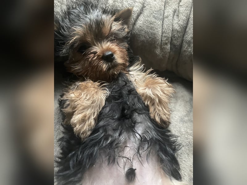 Yorkshire Terrier Welpe, Rüde, sucht neues Zuhause
