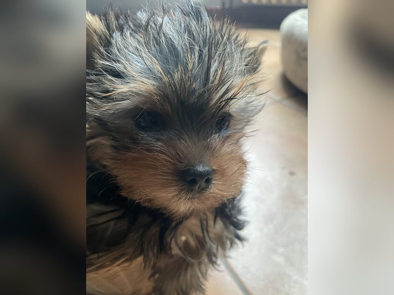 Yorkshire Terrier Welpe, Rüde, sucht neues Zuhause