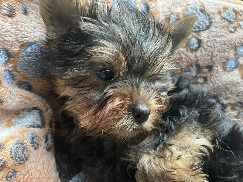 Yorkshire Terrier Welpe, Rüde, sucht neues Zuhause