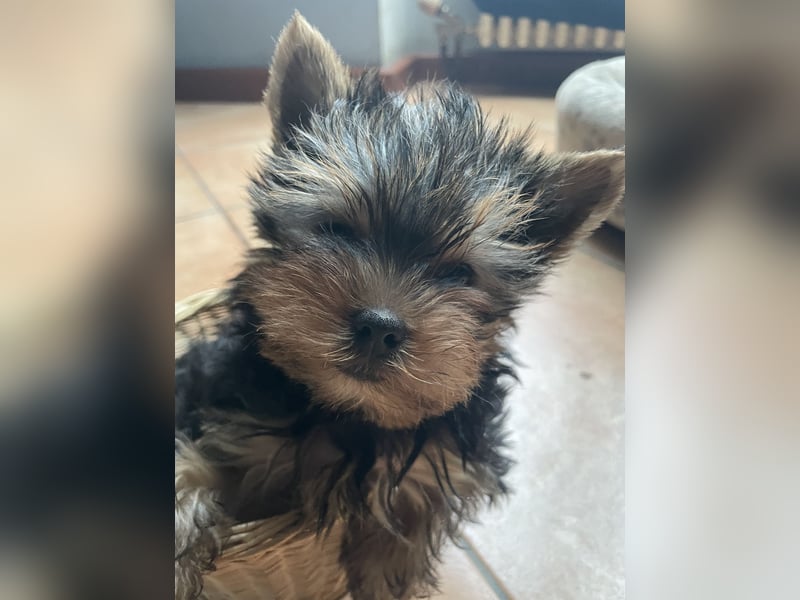 Yorkshire Terrier Welpe, Rüde, sucht neues Zuhause