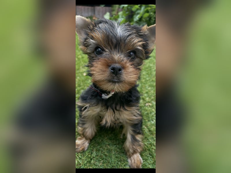 3 Yorkshire Terrier Welpen, Hündinnen, suchen neues Zuhause