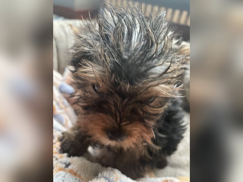 Yorkshire Terrier Welpe, Rüde, sucht neues Zuhause