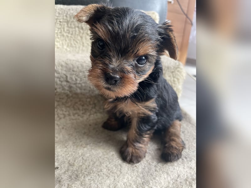 Yorkshire Terrier Welpen, , suchen ein  neues Zuhause