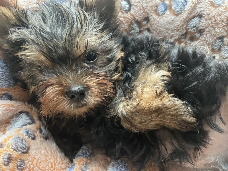 Yorkshire Terrier Welpe, Rüde, sucht neues Zuhause