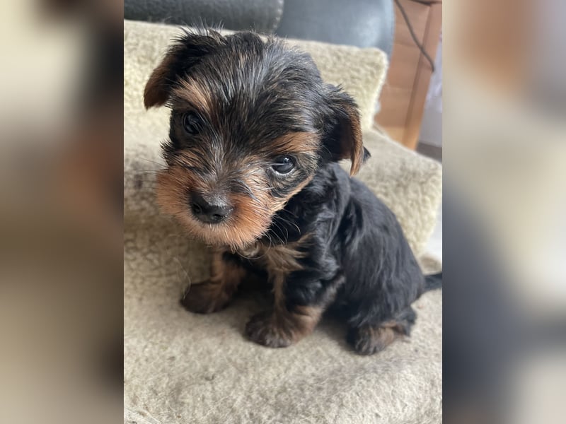 Yorkshire Terrier Welpen, , suchen ein  neues Zuhause