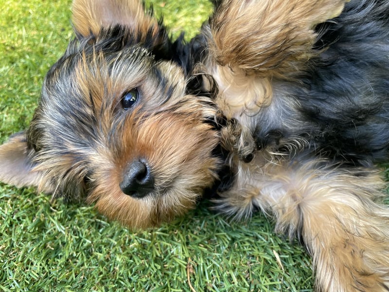 Yorkshire Terrier Welpen, Rüden, suchen neues Zuhause