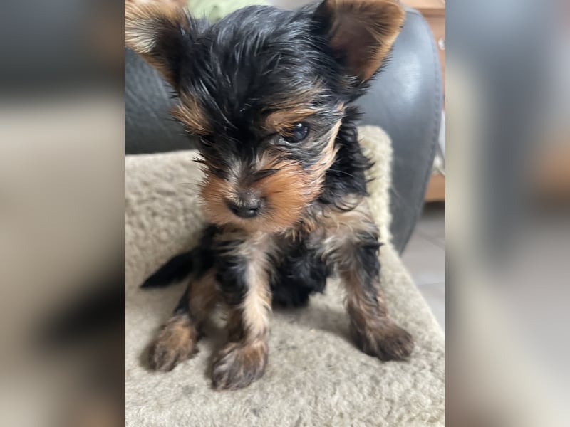 Yorkshire Terrier Welpen, , suchen ein  neues Zuhause