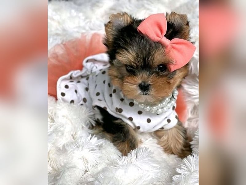 Yorkshire Terrier Hündin – geimpft, entwurmt, gechipt, mit EU-Heimtierausweis