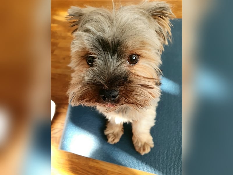 Yorkshire Terrier Mini Deckrüde (kein Verkauf)
