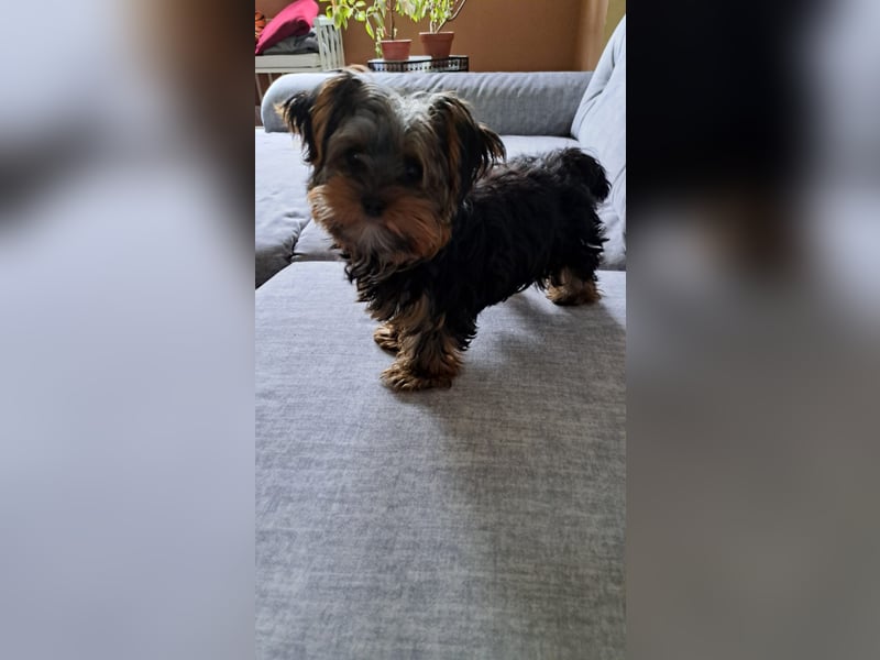 Yorkshire Terrier Mini Deckrüde (kein Verkauf)