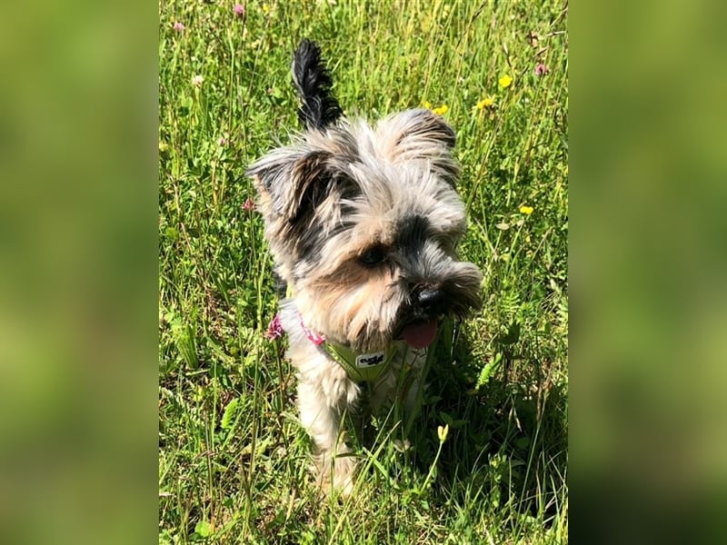Yorkshire Terrier Mini Deckrüde (kein Verkauf)