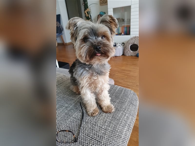 Yorkshire Terrier Mini Deckrüde (kein Verkauf)