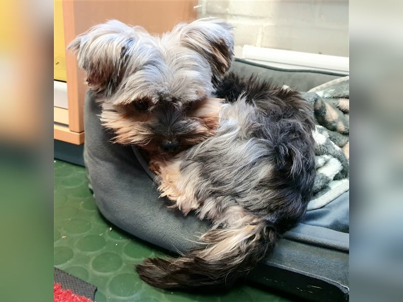 Yorkshire Terrier Mini Deckrüde (kein Verkauf)