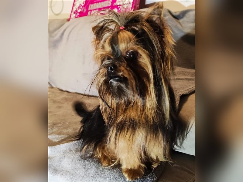 Yorkshire Terrier Mini Deckrüde (kein Verkauf)