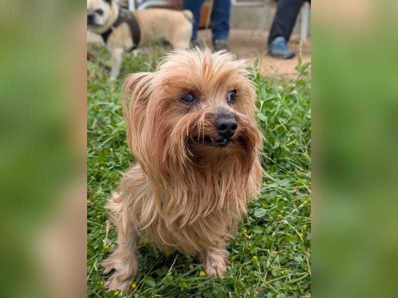 Reni, superliebe Yorkshire Terrier geb. 04/2017