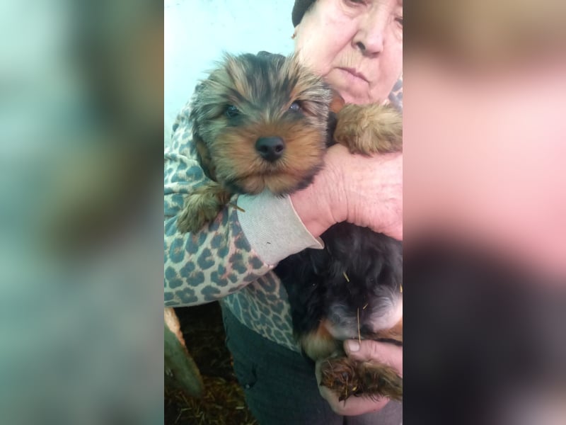 Morci - PP, hübscher kleiner Yorkijunge, geb. 09/2025