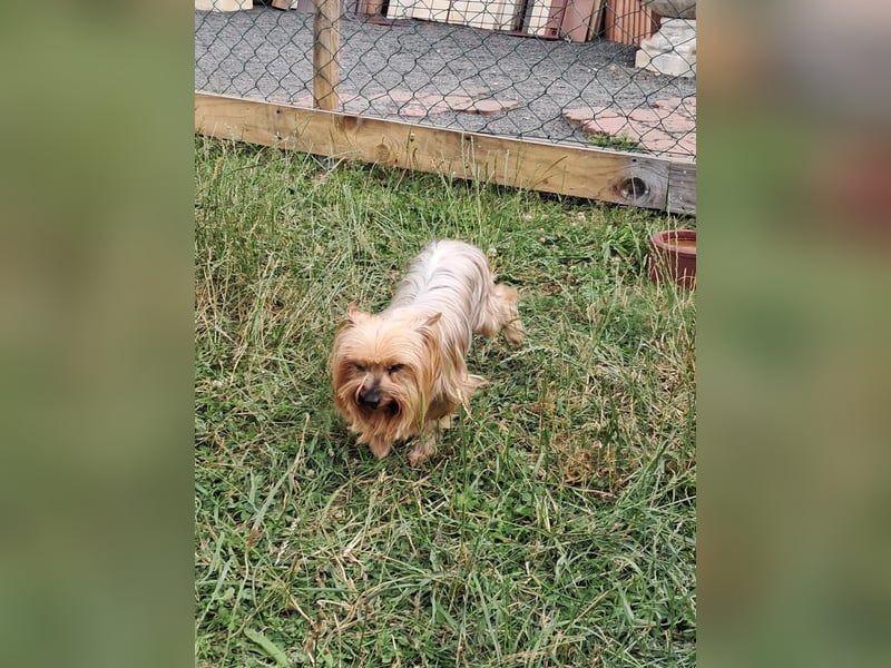 Reni, superliebe Yorkshire Terrier geb. 04/2017