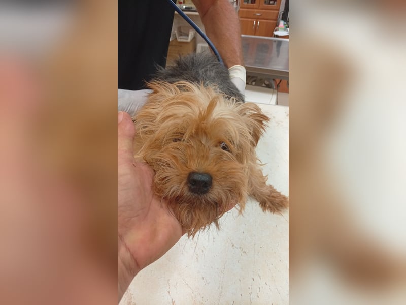 Cserep, süße Yorkshire Terrier Hündin geb. 06/2019