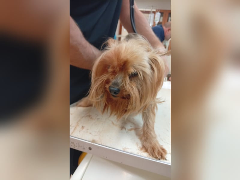 Reni, superliebe Yorkshire Terrier geb. 04/2017