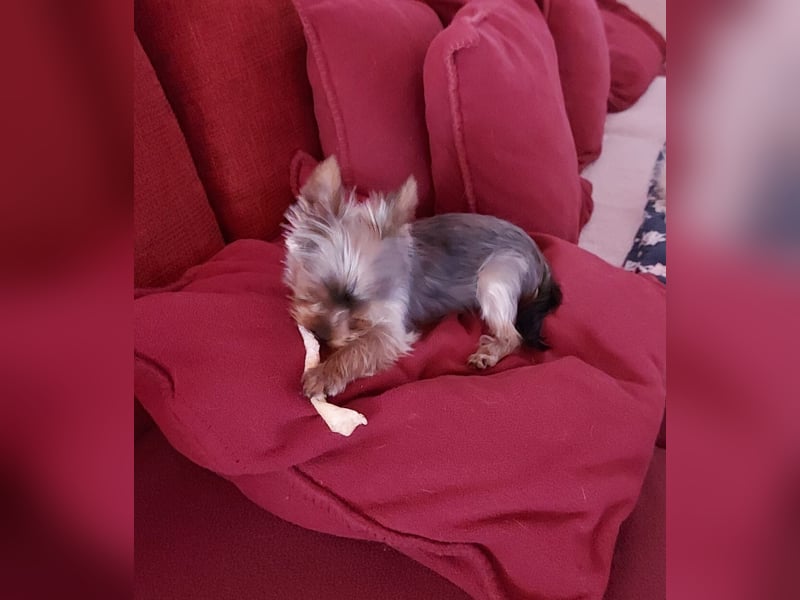 Nyuszi, fröhliche, ganz besondere Yorshire Terrier Welpin geb. 03/2026