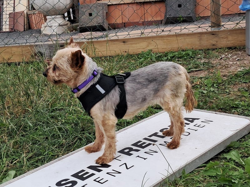Masni. liebenswerte Yorkshire Terrier Hündin geb.04/2017
