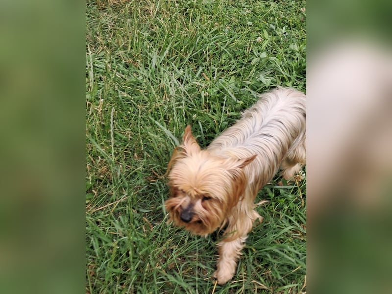 Reni, superliebe Yorkshire Terrier geb. 04/2017